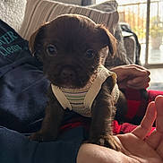 Winnie is registered to the contest to win money with this photo: puppy, dog, pet, indoor, person, hand, clothing, vest, couch, blanket, furniture, window, balcony, daylight, cute, small, animal, brown, face, curious