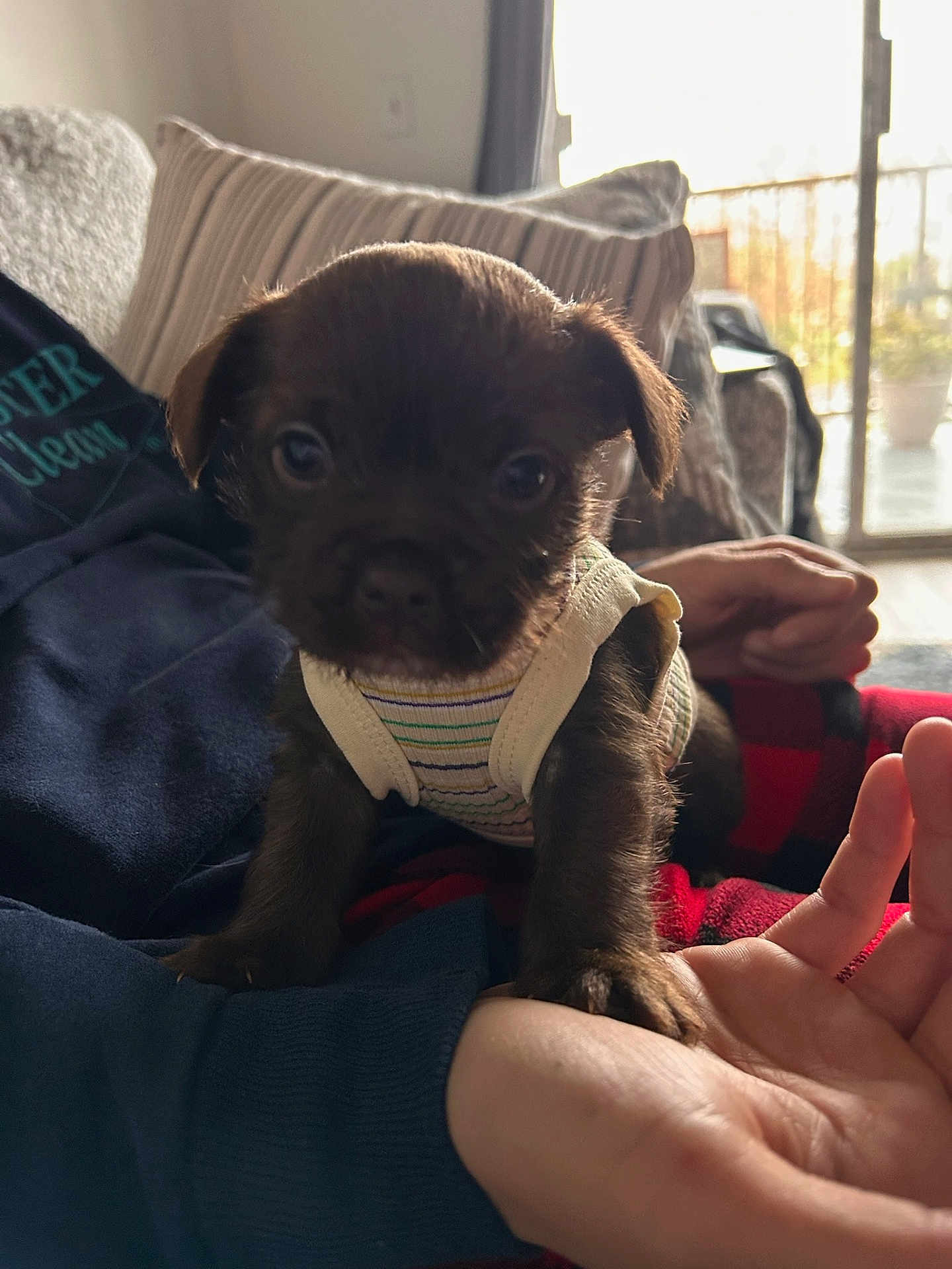 Winnie is registered to the contest to win money with this photo: puppy, dog, pet, indoor, person, hand, clothing, vest, couch, blanket, furniture, window, balcony, daylight, cute, small, animal, brown, face, curious