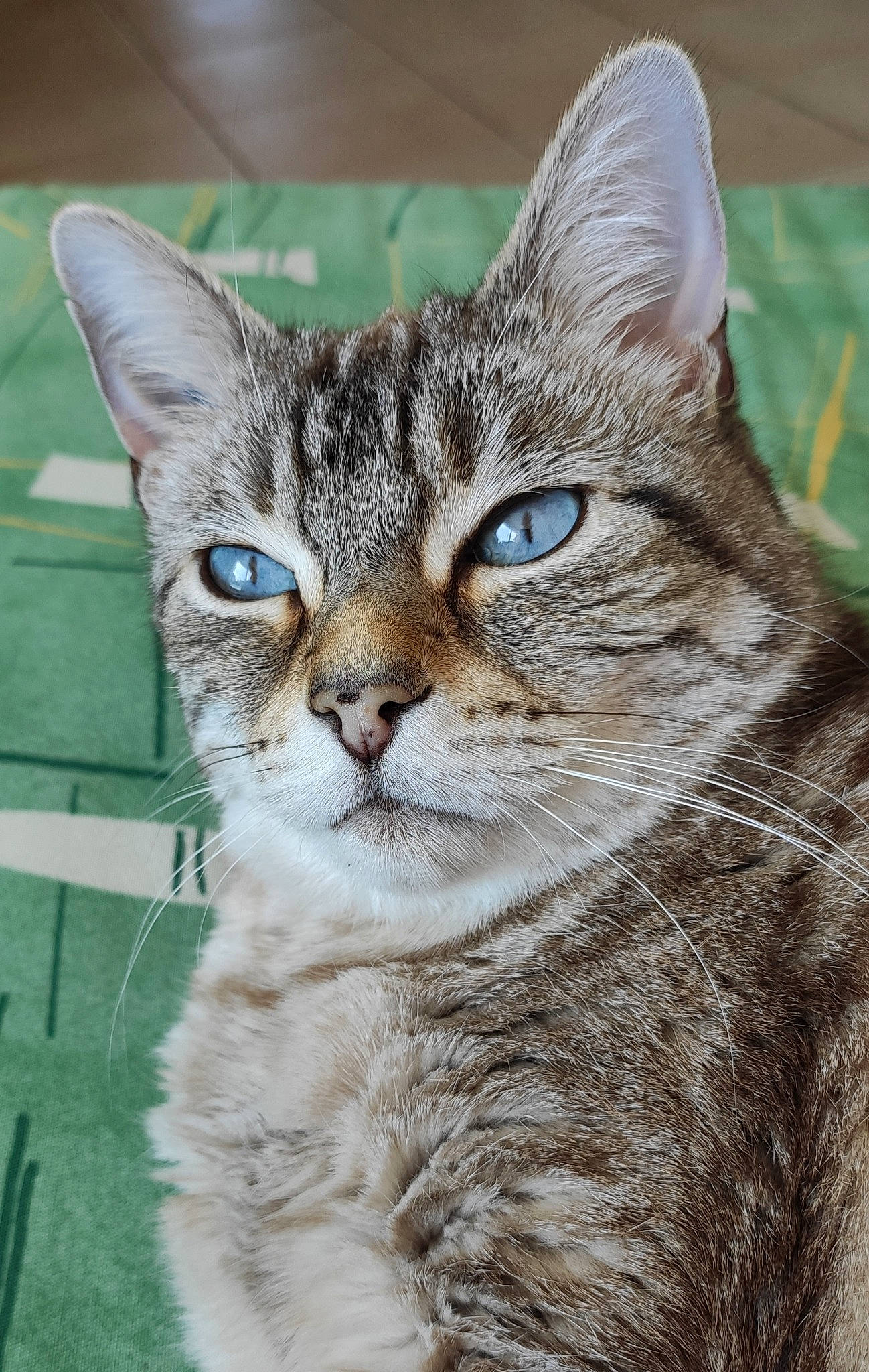 Flop participe au concours pour gagner de l'argent avec cette photo : aegean_cat, american_shorthair, american_wirehair, asian, australian_mist, california_spangled, carnivore, cat, domestic_short_haired_cat, dragon_li, egyptian_mau, european_shorthair, felidae, mammal, pixie_bob, small_to_medium_sized_cats, snout, tabby_cat, vertebrate, whiskers