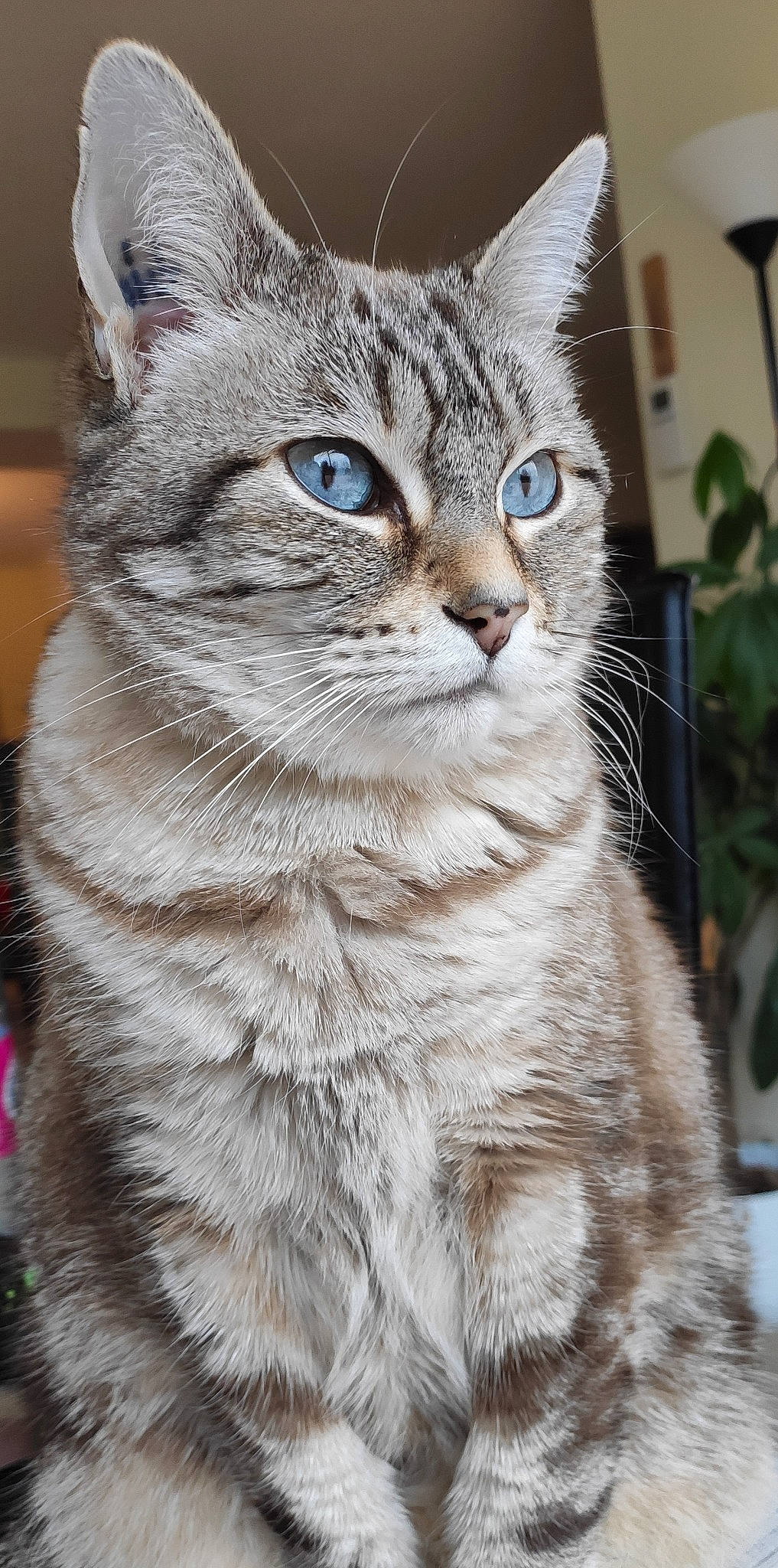 Flop participe au concours pour gagner de l'argent avec cette photo : aegean_cat, american_bobtail, american_shorthair, american_wirehair, asian, asian_semi_longhair, australian_mist, carnivore, cat, domestic_short_haired_cat, dragon_li, european_shorthair, felidae, mammal, pixie_bob, small_to_medium_sized_cats, snout, tabby_cat, vertebrate, whiskers