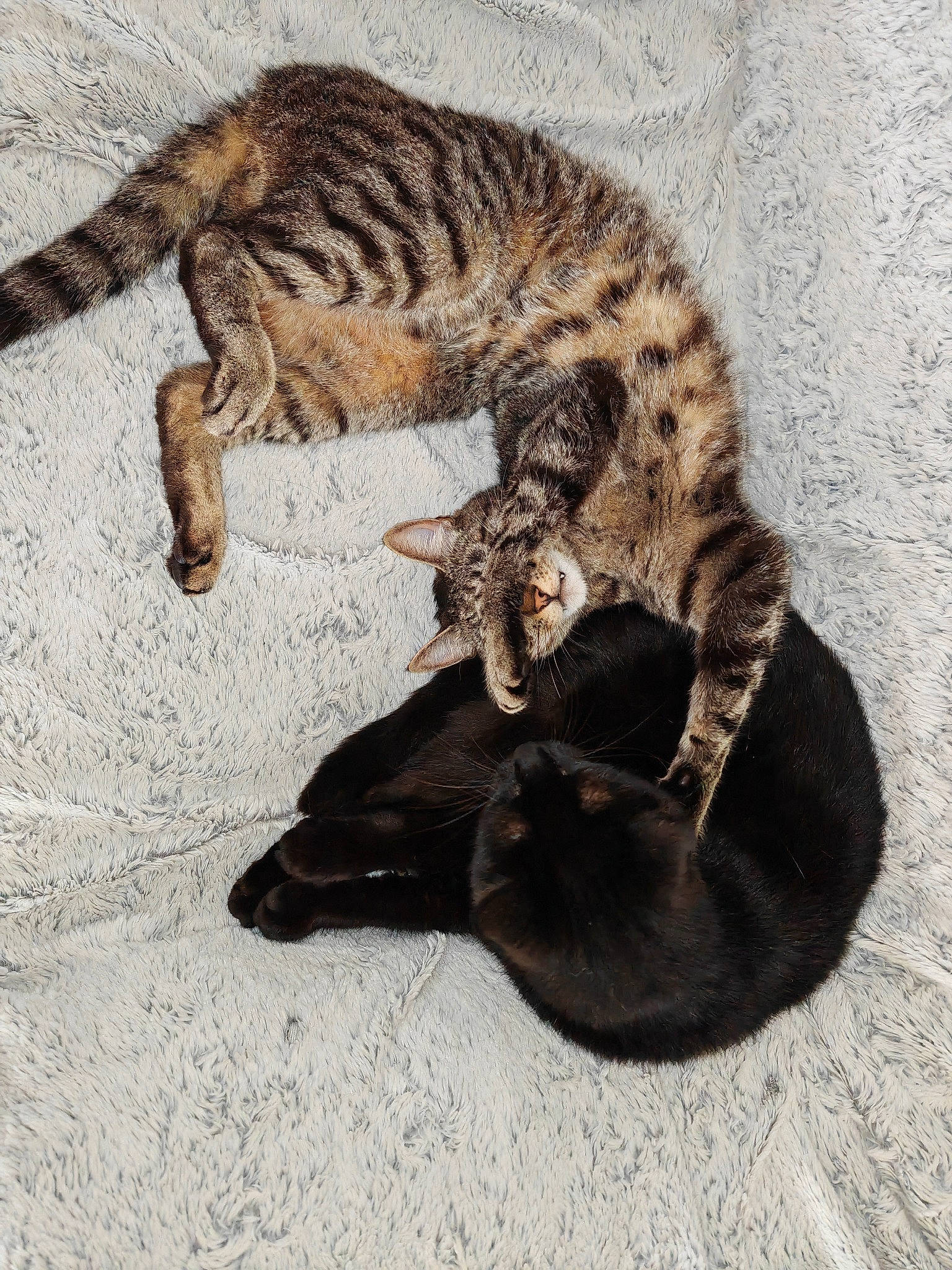 Shere Khan participe au concours pour gagner de l'argent avec cette photo : big_cats, carnivore, cat, claw, comfort, domestic_short_haired_cat, fawn, felidae, fur, ocelot, paw, reptile, scaled_reptile, small_to_medium_sized_cats, snout, tail, terrestrial_animal, tree, whiskers, wildlife