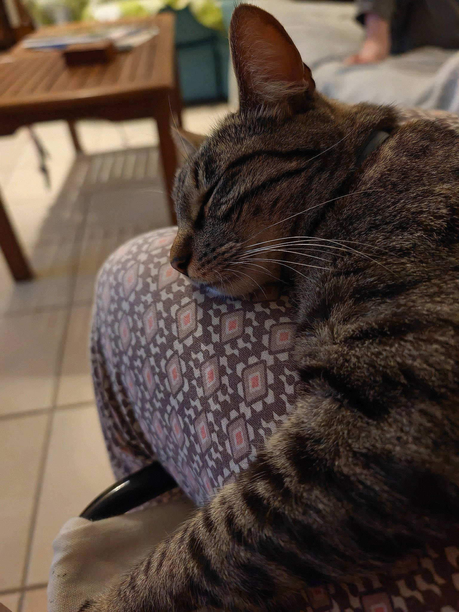 Shere Khan participe au concours pour gagner de l'argent avec cette photo : carnivore, cat, claw, comfort, domestic_short_haired_cat, eye, felidae, flooring, fur, grass, grey, sitting, small_to_medium_sized_cats, snout, table, tail, terrestrial_animal, tree, whiskers, wildlife