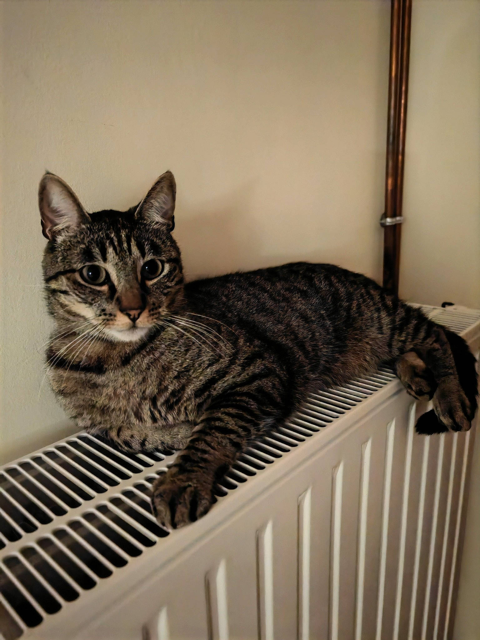 Shere Khan participe au concours pour gagner de l'argent avec cette photo : carnivore, cat, domestic_short_haired_cat, felidae, fur, paw, pet_supply, sitting, small_to_medium_sized_cats, snout, tail, terrestrial_animal, whiskers, wildlife