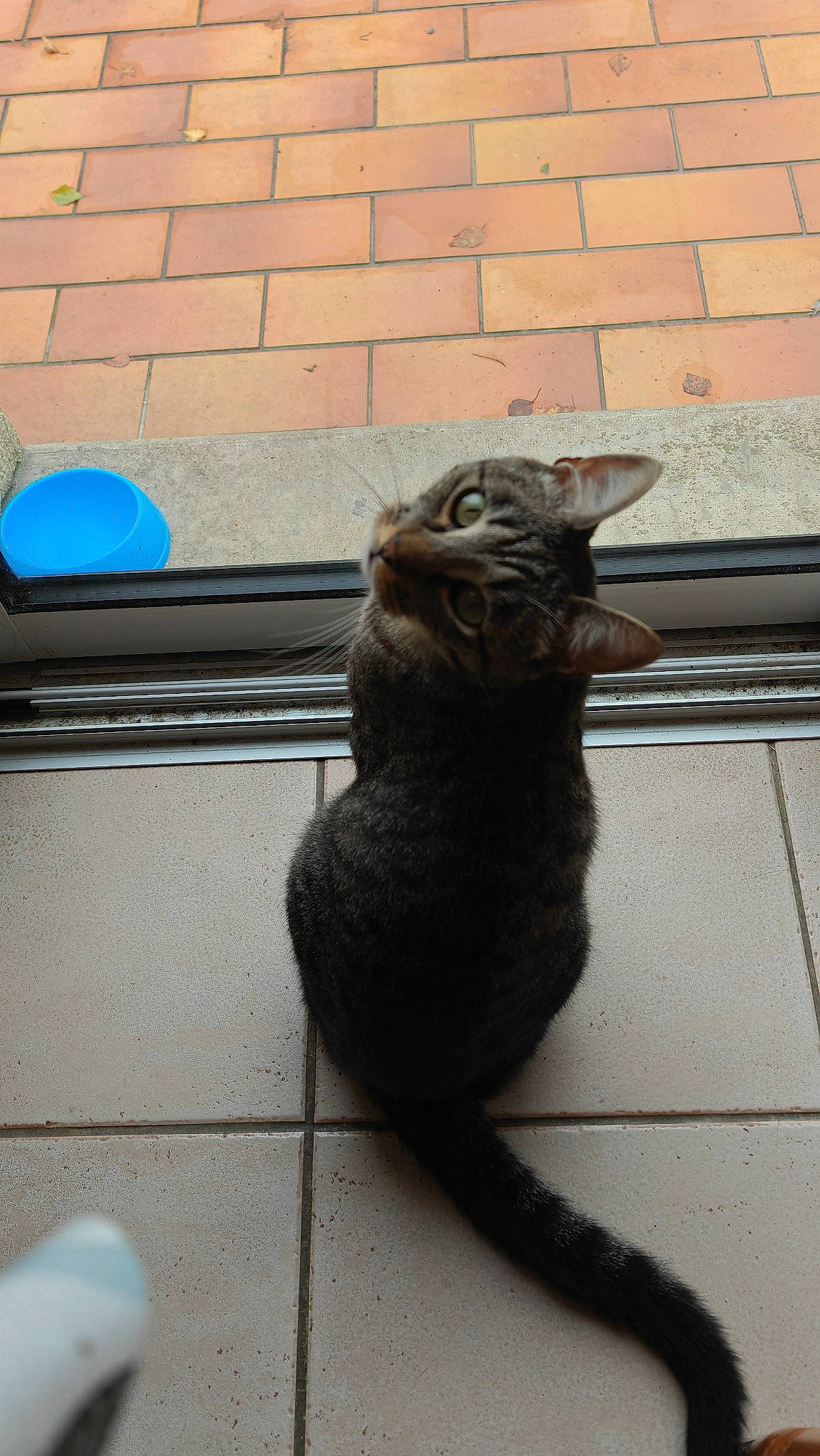 Shere Khan a rejoint le concours — aidez-le/la à gagner de superbes lots ! carnivore, cat, claw, domestic_short_haired_cat, felidae, flooring, fur, grey, metal, paw, road_surface, shadow, sitting, small_to_medium_sized_cats, tail, terrestrial_animal, tints_and_shades, whiskers, window, wood