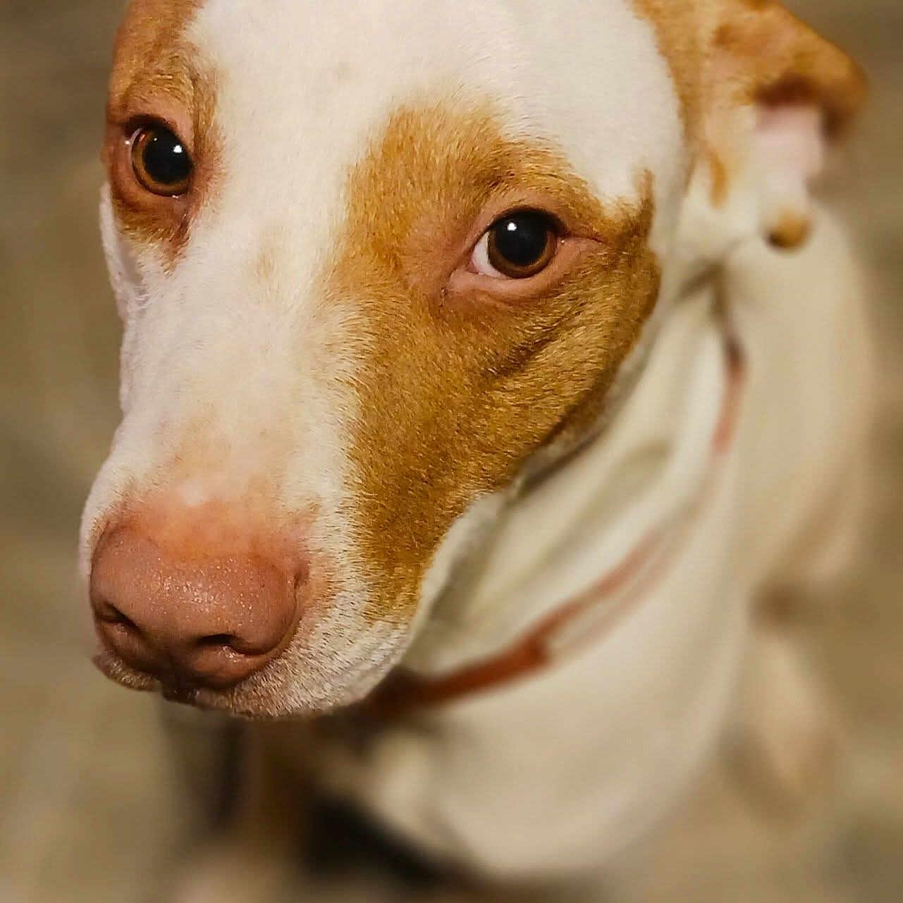 Thor Monster Mason is registered to the contest to win money with this photo: animal, blurry_background, brown_and_white, canine, close_up, collar, cute, dog, ears, expression, eyes, focused, fur, indoor, looking_up, muzzle, nose, pet, portrait, whiskers