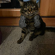 Télémaque a rejoint le concours — aidez-le/la à gagner de superbes lots ! animal, brown, cabinet, cat, curious, ears, eyes, floor, funny, furniture, humor, indoor, middle_finger, novelty_hands, pet, sitting, striped, tabby, toy, whiskers
