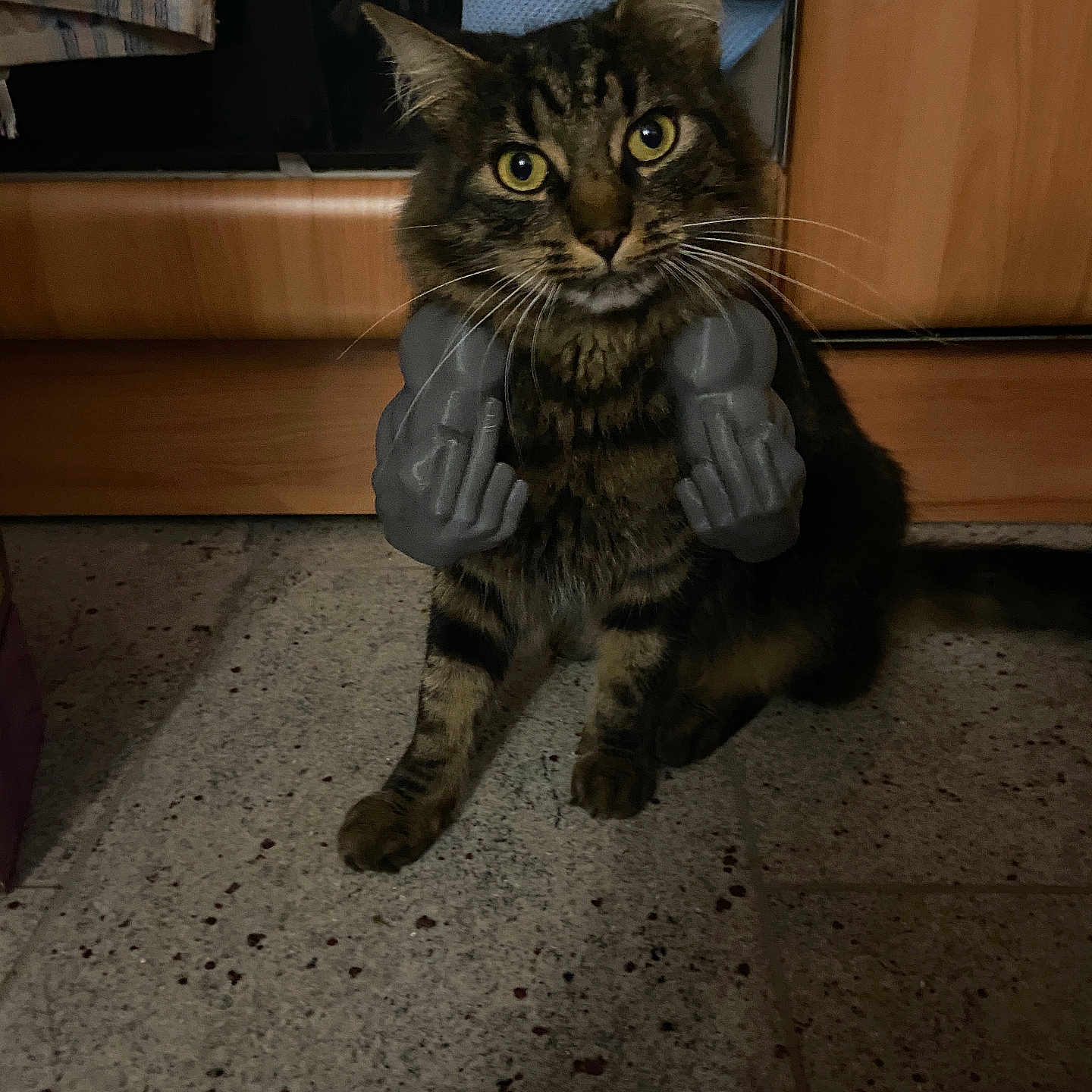 Télémaque a rejoint le concours — aidez-le/la à gagner de superbes lots ! animal, brown, cabinet, cat, curious, ears, eyes, floor, funny, furniture, humor, indoor, middle_finger, novelty_hands, pet, sitting, striped, tabby, toy, whiskers