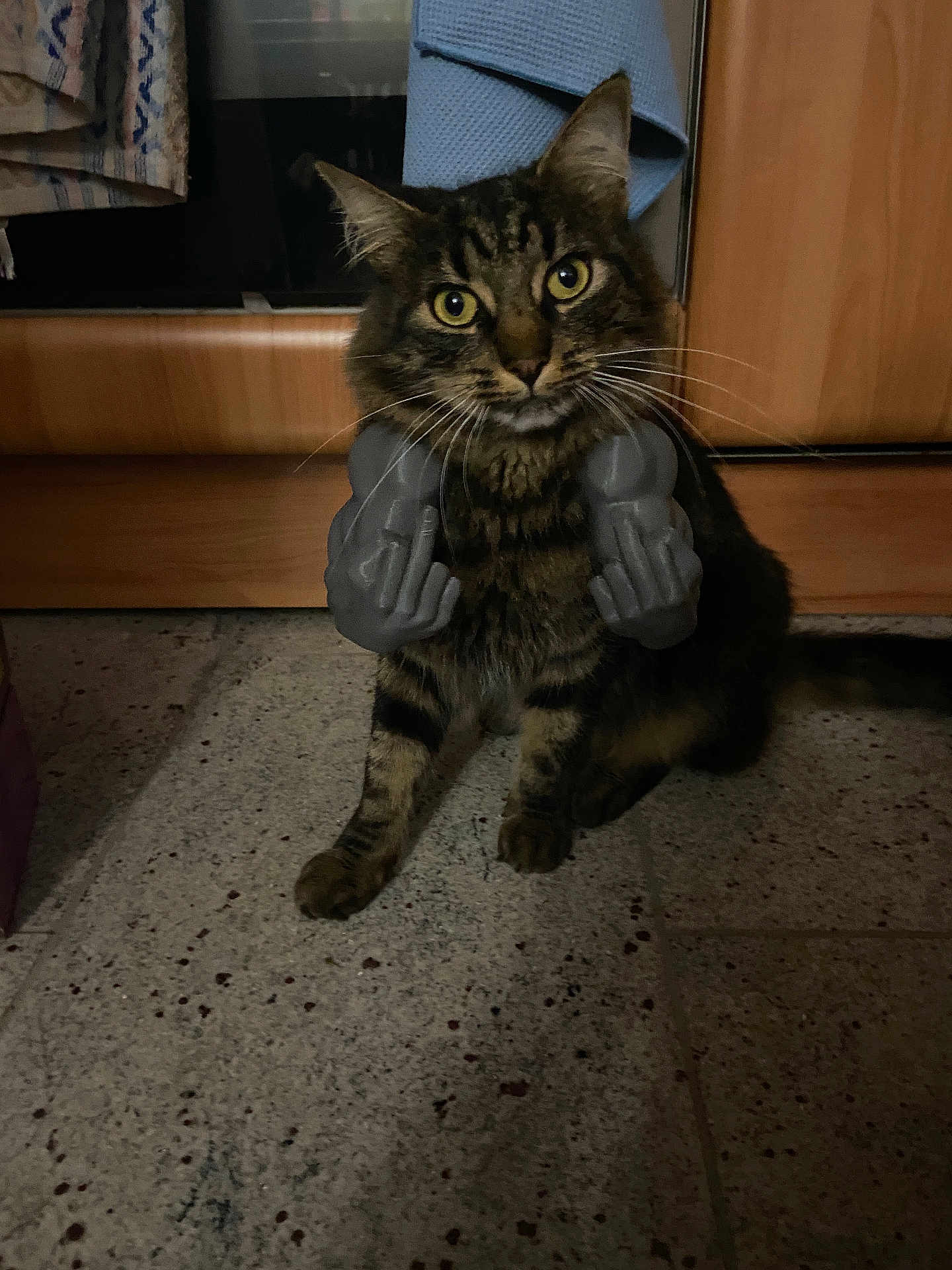 Télémaque a rejoint le concours — aidez-le/la à gagner de superbes lots ! animal, brown, cabinet, cat, curious, ears, eyes, floor, funny, furniture, humor, indoor, middle_finger, novelty_hands, pet, sitting, striped, tabby, toy, whiskers