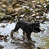 Oscar Et Tara a rejoint le concours — aidez-le/la à gagner de superbes lots ! adventure, animal, black_dog, canine, collar, daylight, dog, forest_floor, fur, leaves, nature, outdoor, rocks, scruffy, shallow_water, small_dog, stream, walking, water, wet