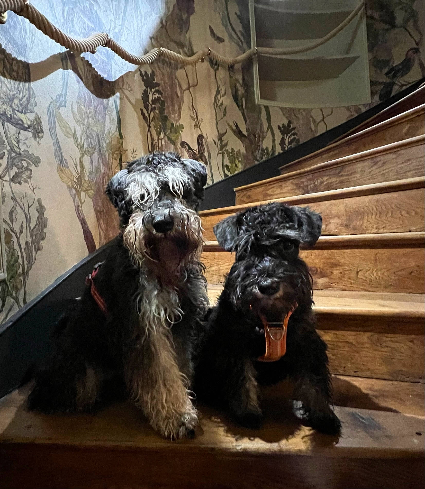 Oscar Et Tara a rejoint le concours — aidez-le/la à gagner de superbes lots ! art, canidae, carnivore, companion_dog, dog, dog_breed, fawn, flooring, fur, metal, schnauzer, sculpture, small_terrier, snout, sporting_group, standard_schnauzer, terrier, toy_dog, wood, working_animal