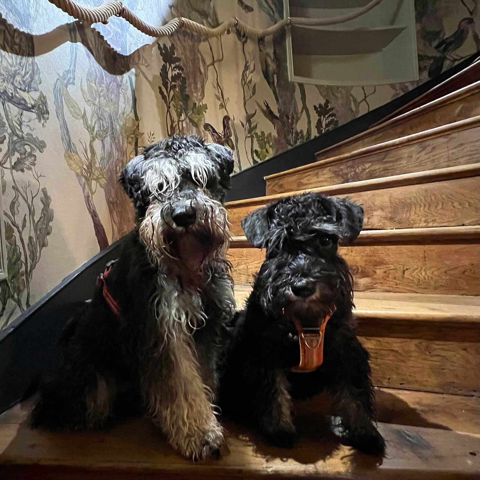 Oscar Et Tara