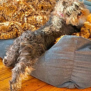 Oscar Et Tara a rejoint le concours — aidez-le/la à gagner de superbes lots ! animal, bed, blanket, collar, corduroy, cozy, cushion, dog, domestic_animal, fur, furry, gray_fur, home, indoor, laying_down, pet, relaxed, resting, sunlight, wooden_floor