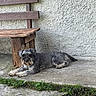 Oscar Et Tara participe au concours pour gagner de l'argent avec cette photo : animal, bench, canine, concrete, daylight, dog, fur, grass, gray_dog, leisure, nature, outdoor, pavement, pet, red_paint, relaxed, resting, side_view, wall_texture, wooden_bench