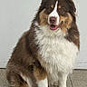 dog, australian_shepherd, sitting, brown, white, fur, pet, canine, indoor, floor, tile, portrait, animal, cute, friendly, looking_at_camera, fluffy, mammal, companion, domestic