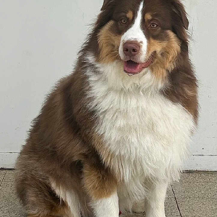 Mike a rejoint le concours — aidez-le/la à gagner de superbes lots ! dog, australian_shepherd, sitting, brown, white, fur, pet, canine, indoor, floor, tile, portrait, animal, cute, friendly, looking_at_camera, fluffy, mammal, companion, domestic