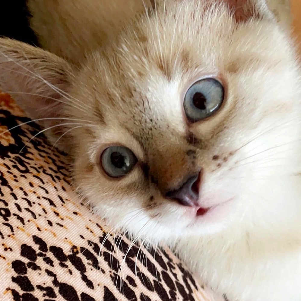 Almaz is registered to the contest to win money with this photo: kitten, cat, blue_eyes, close_up, fur, whiskers, animal, pet, cute, leopard_print, fabric, texture, soft, young_cat, portrait, indoor, mammal, feline, curious, lying_down