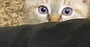 Almaz is registered to the contest to win money with this photo: kitten, cat, peeking, blue_eyes, ears, curious, fluffy, pet, animal, indoor, close_up, face, feline, soft, young, whiskers, cute, background, carpet, alert