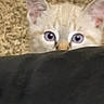 kitten, cat, peeking, blue_eyes, ears, curious, fluffy, pet, animal, indoor, close_up, face, feline, soft, young, whiskers, cute, background, carpet, alert