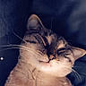 Almaz is registered to the contest to win money with this photo: cat, tabby, pet, feline, whiskers, fur, sleepy, relaxed, closeup, animal, mammal, cute, portrait, indoor, face, ears, nose, eyes, paw, sparkle