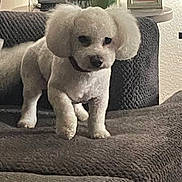 Stitch is registered to the contest to win money with this photo: dog, white_dog, pet, indoor, couch, furniture, home, portrait, small_dog, fluffy, groomed, animal, canine, living_room, photography, domestic, cute, companion, cozy, standing