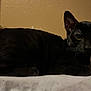Sayori is registered to the contest to win money with this photo: animal, black_cat, calm, cat, cute, domestic, ears, eyes, face, feline, fur, indoor, lying_down, mammal, pet, portrait, quiet, resting, shadow, whiskers