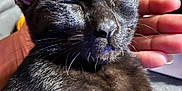 Sayori is registered to the contest to win money with this photo: cat, black_cat, pet, animal, feline, close_up, resting, sleeping, hand, person, fur, whiskers, ears, relaxed, domestic_animal, cute, companion, indoor, comfort, nap
