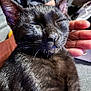 cat, black_cat, pet, animal, feline, close_up, resting, sleeping, hand, person, fur, whiskers, ears, relaxed, domestic_animal, cute, companion, indoor, comfort, nap