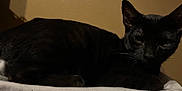 Sayori joined the competition — help win amazing prizes! animal, black_cat, calm, cat, close_up, domestic_animal, ears, feline, fur, indoor, lying_down, mammal, pet, quiet, resting, shadow, side_view, texture, wall, whiskers