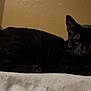animal, black_cat, calm, cat, close_up, domestic_animal, ears, feline, fur, indoor, lying_down, mammal, pet, quiet, resting, shadow, side_view, texture, wall, whiskers