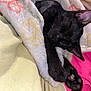 cat, kitten, sleeping, black_cat, paw, blanket, soft, cozy, indoor, pet, fur, animal, cute, relaxed, resting, closeup, comfort, warm, snug, floral_pattern