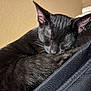 black_cat, sleeping_cat, pet, animal, fur, whiskers, ears, close_up, cozy, resting, indoor, feline, texture, black_surface, peaceful, curled_up, domestic_cat, wall, quiet, nap