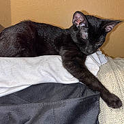Sayori is registered to the contest to win money with this photo: animal, black_cat, brown_wall, cat, clothes, cozy, domestic_cat, feline, fur, household, indoor, knit_fabric, paw, pet, relaxed, resting, sleepy, stretching, texture, white_shirt