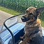 animal, blurred_background, canine, chain, collar, daytime, dog, field, fur, german_shepherd, greenery, nature, outdoor, pet, portrait, road, sidecar, sitting, sunlight, vehicle