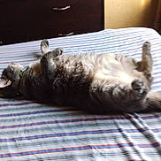 Sabuna is registered to the contest to win money with this photo: animal, bed, bedroom, blanket, canine, cat, couch, dog, furniture, hardwood, homedecor, indoors, interiordesign, linen, manx, person, pet, room, sleeping, wood