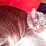 Sabuna is registered to the contest to win money with this photo: abyssinian, angora, animal, blanket, bodypart, cat, chair, couch, cushion, ear, furniture, homedecor, indoors, kitten, linen, manx, person, pet, siamese, sleeping