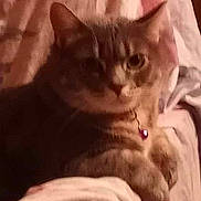 Sabuna joined the competition — help win amazing prizes! animal, blanket, cat, closeup, collar, cozy, cute, domestic, ears, feline, fur, indoor, mammal, pattern, paws, pet, relaxing, resting, soft, whiskers