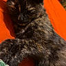 Pépite a rejoint le concours — aidez-le/la à gagner de superbes lots ! cat, tortoiseshell, sleeping, paw, hand, orange_background, fabric, cozy, resting, feline, pet, indoor, closeup, fur, cute, relaxed, animal, domestic, companion, comfort