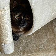 Pépite participe au concours pour gagner de l'argent avec cette photo : cat, tortoiseshell, cat_condo, peeking, indoor, feline, pet, cozy, fur, animal, scratching_post, soft, texture, beige, cute, resting, eyes, whiskers, home, comfort