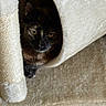 cat, tortoiseshell, cat_condo, peeking, indoor, feline, pet, cozy, fur, animal, scratching_post, soft, texture, beige, cute, resting, eyes, whiskers, home, comfort