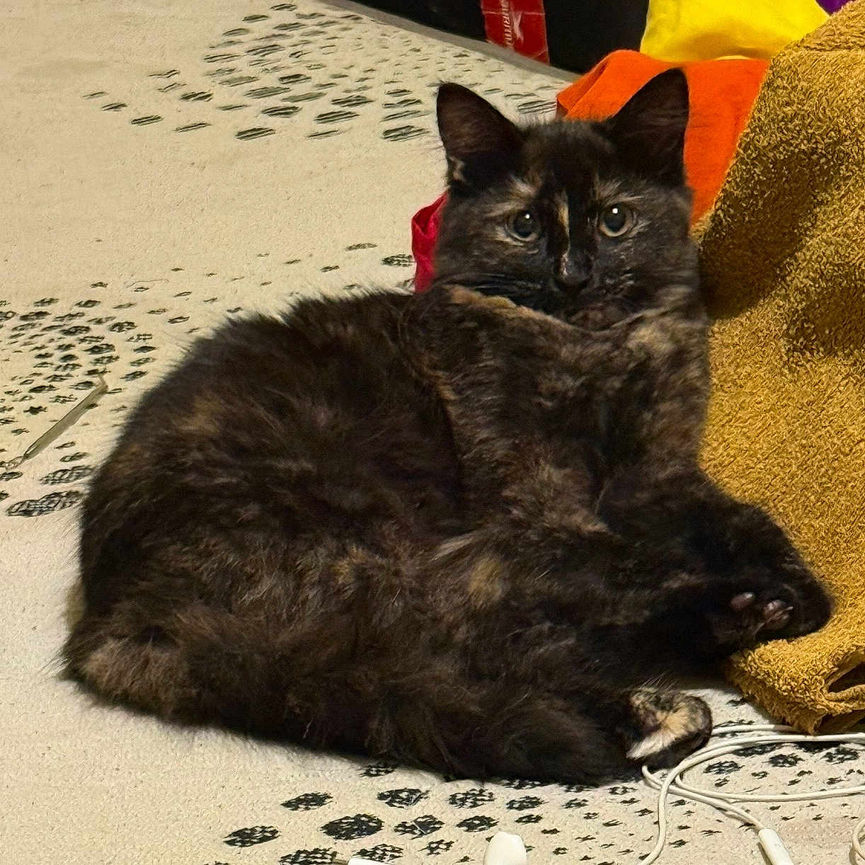 Pépite a rejoint le concours — aidez-le/la à gagner de superbes lots ! cat, tortoiseshell, animal, pet, feline, fur, curled_up, indoor, cozy, towel, fabric, patterned_surface, earbuds, cables, relaxed, looking_at_camera, black, brown, orange, domestic