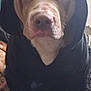 Herkules Mykle is registered to the contest to win money with this photo: animal, black_clothing, blanket, brown_dog, canine, closeup, cozy, cute, dog, ears, expression, face, fur, hoodie, indoor, mammal, nose, pet, portrait, sitting