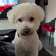Haribo a rejoint le concours — aidez-le/la à gagner de superbes lots ! bedroom, blanket, chair, cozy, cute, dog, domestic_animal, floor, fluffy, fur, furniture, home, indoor, living_room, looking_at_camera, pet, sitting, small_dog, television, white_dog