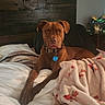 dog, brown_dog, pet, animal, portrait, sitting, bed, bedroom, blanket, pillow, collar, dog_tag, indoor, home, rustic, wood_wall, houseplant, cozy, looking_at_camera, photography