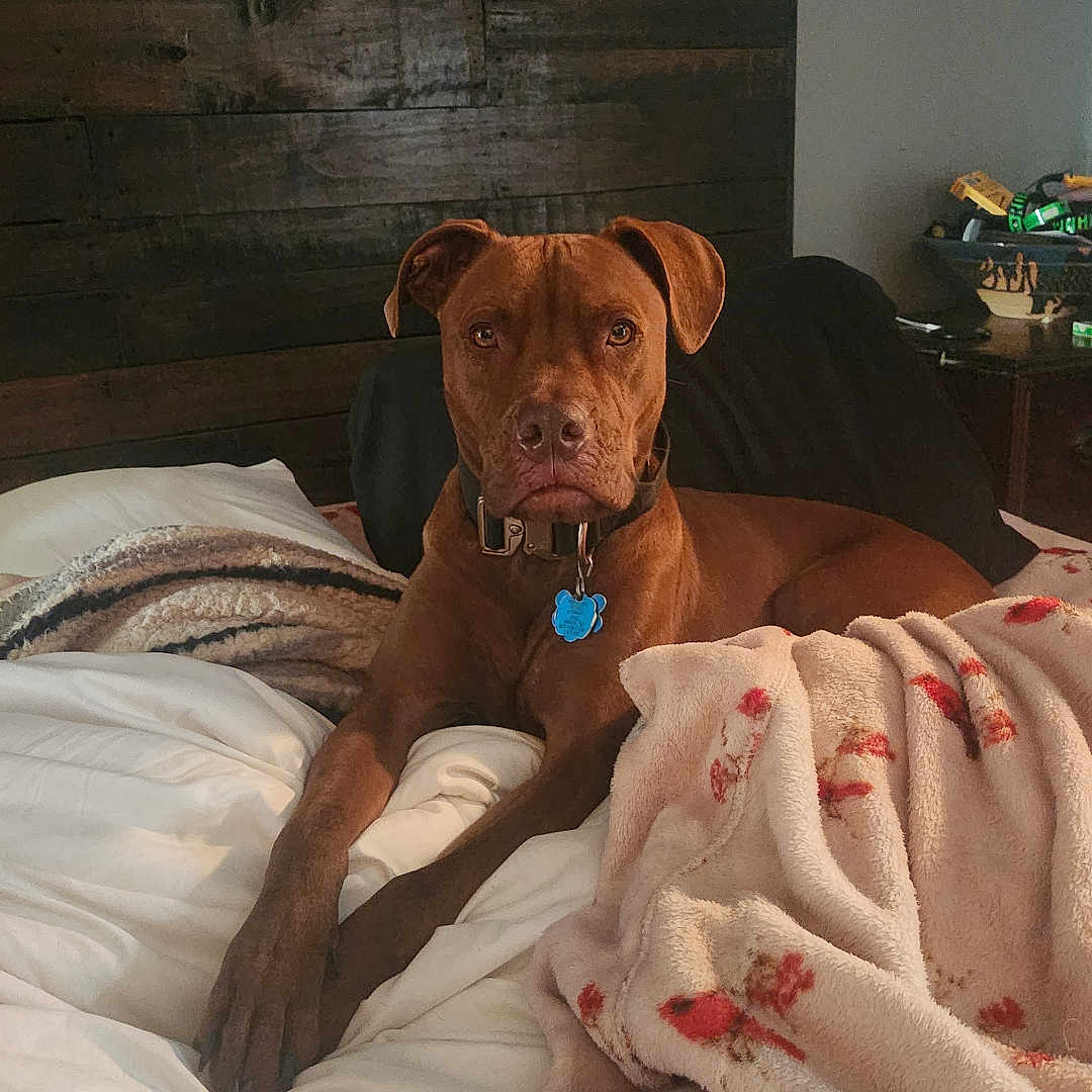 Leo Wayde is registered to the contest to win money with this photo: dog, brown_dog, pet, animal, portrait, sitting, bed, bedroom, blanket, pillow, collar, dog_tag, indoor, home, rustic, wood_wall, houseplant, cozy, looking_at_camera, photography