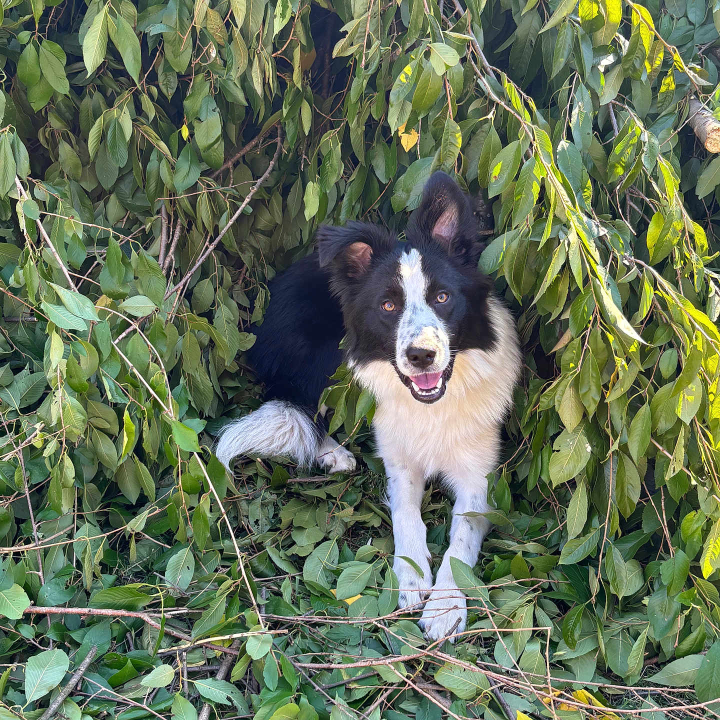 Remington joined the competition — help win amazing prizes! animal, canine, collie, dog, grass, herbal, herbs, husky, jungle, land, leaf, nature, outdoors, pet, plant, puppy, rainforest, tree, vegetation, wood