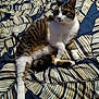 Tigresse a rejoint le concours — aidez-le/la à gagner de superbes lots ! animal, bedspread, cat, curious, cute, domestic_cat, feline, fur, indoor, leaf_pattern, pattern, paw, pet, relaxed, resting, sleepy, stretching, tabby, whiskers, white