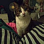 animal, bed, cat, closeup, cozy, curious, decor, domestic, dresser, fan, feline, furniture, indoor, looking, pet, room, sitting, striped_bedding, tabby, white_fur
