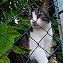 Tigresse participe au concours pour gagner de l'argent avec cette photo : animal, cat, chain_link_fence, close_up, curious, eyes, fence, fur, garden, green_leaves, mammal, nature, outdoor, pet, plant, portrait, tabby_cat, whiskers, white_fur, wildlife