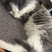 Muezza participe au concours pour gagner de l'argent avec cette photo : animal, closeup, comfort, cozy, cute, domestic_cat, feline, fluffy, fur, gray, indoor, kitten, nap, pet, relaxed, resting, sleeping, soft, white, young