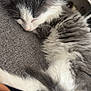 animal, closeup, comfort, cozy, cute, domestic_cat, feline, fluffy, fur, gray, indoor, kitten, nap, pet, relaxed, resting, sleeping, soft, white, young